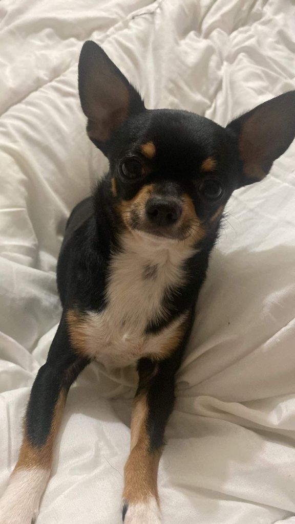 Simba du domaine de kerjonc