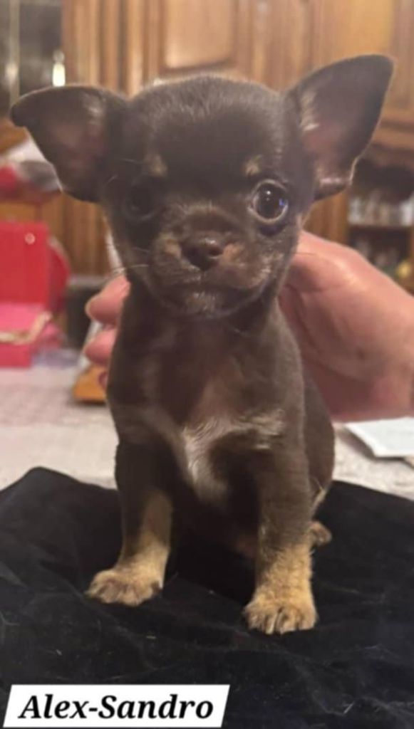 Nelly Moron - Chiots disponibles - Chihuahua