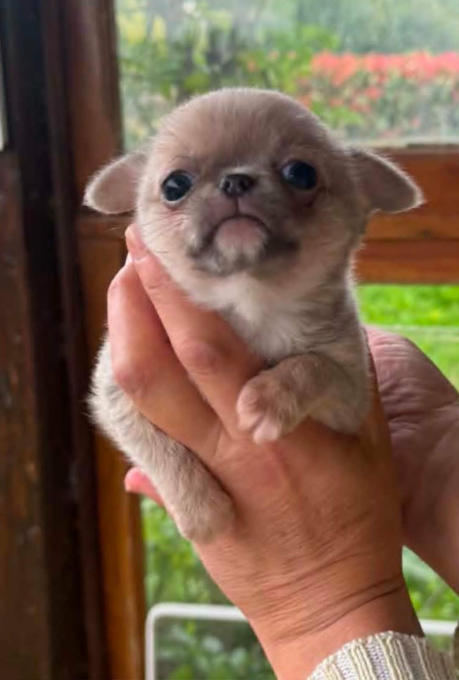 Nelly Moron - Chiots disponibles - Chihuahua