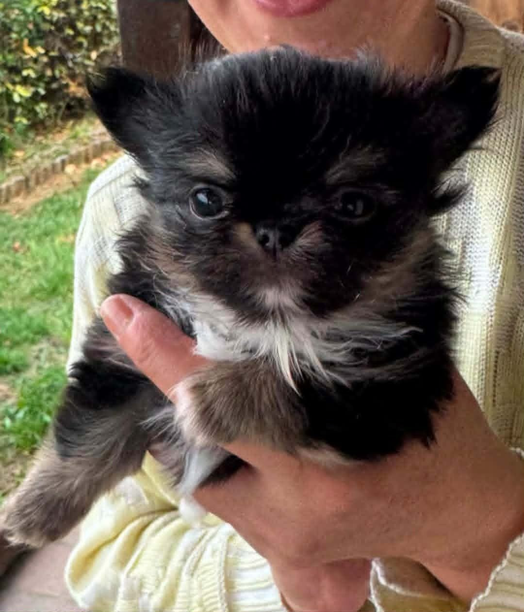 Nelly Moron - Chiots disponibles - Chihuahua