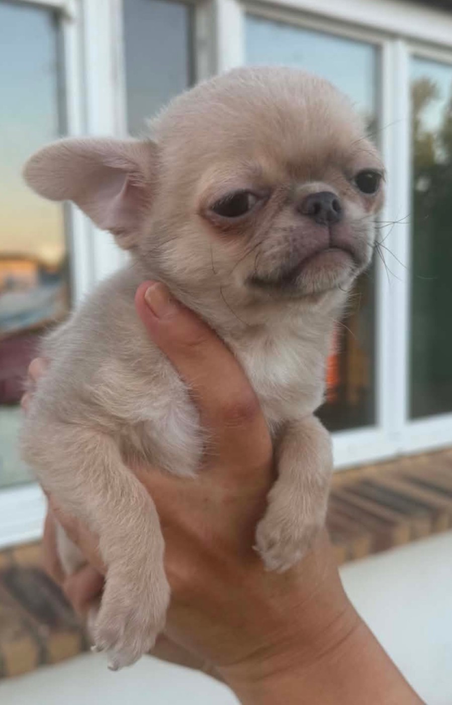 Nelly Moron - Chiots disponibles - Chihuahua