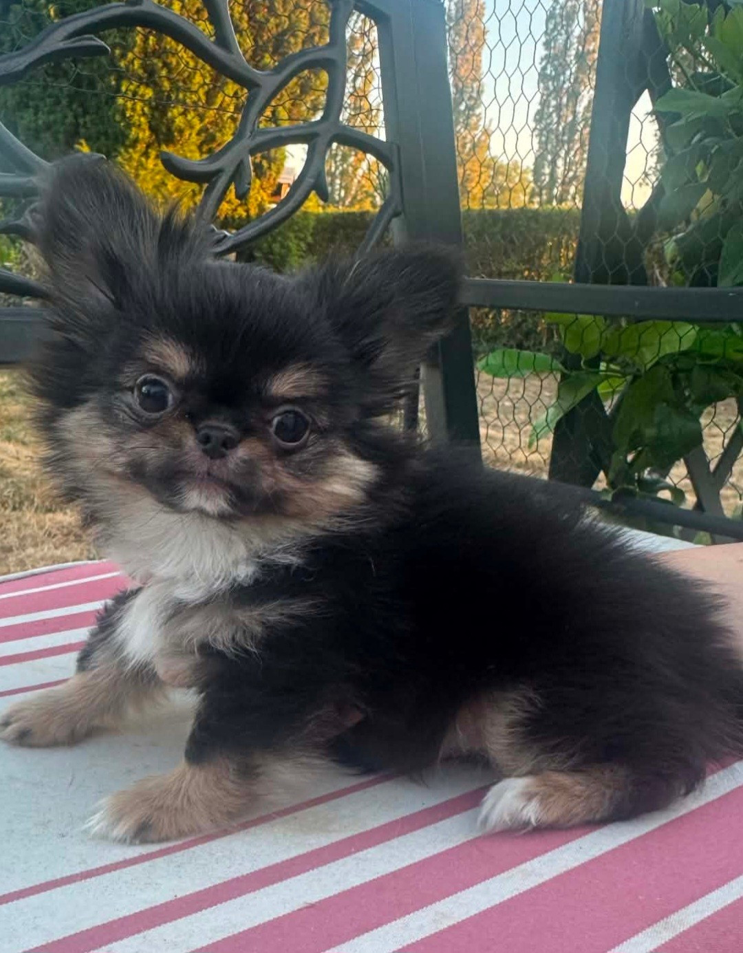 Nelly Moron - Chiots disponibles - Chihuahua