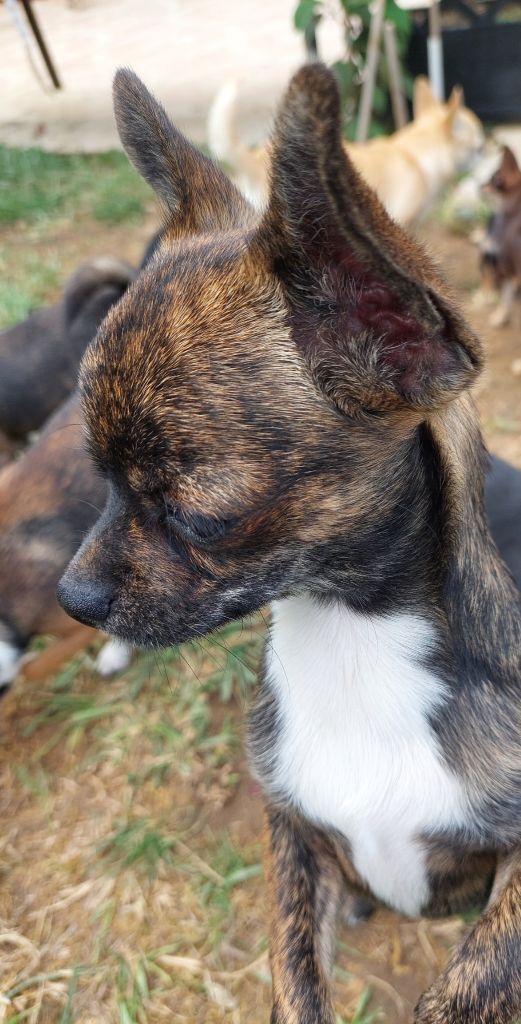 Nelly Moron - Chiots disponibles - Chihuahua
