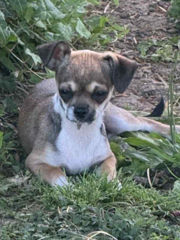 Nelly Moron - Chiots disponibles - Chihuahua