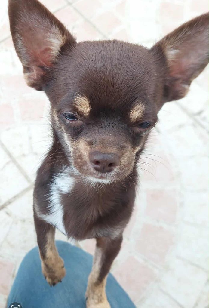 Nelly Moron - Chiots disponibles - Chihuahua