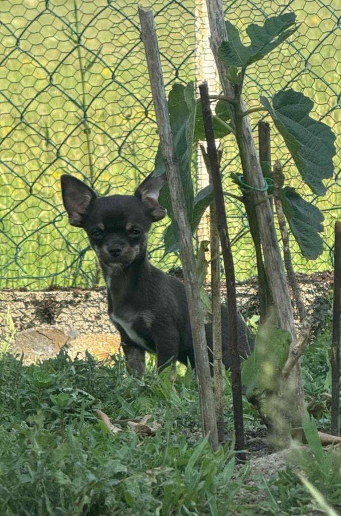 Nelly Moron - Chiots disponibles - Chihuahua