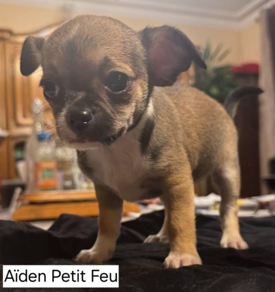 Nelly Moron - Chiots disponibles - Chihuahua