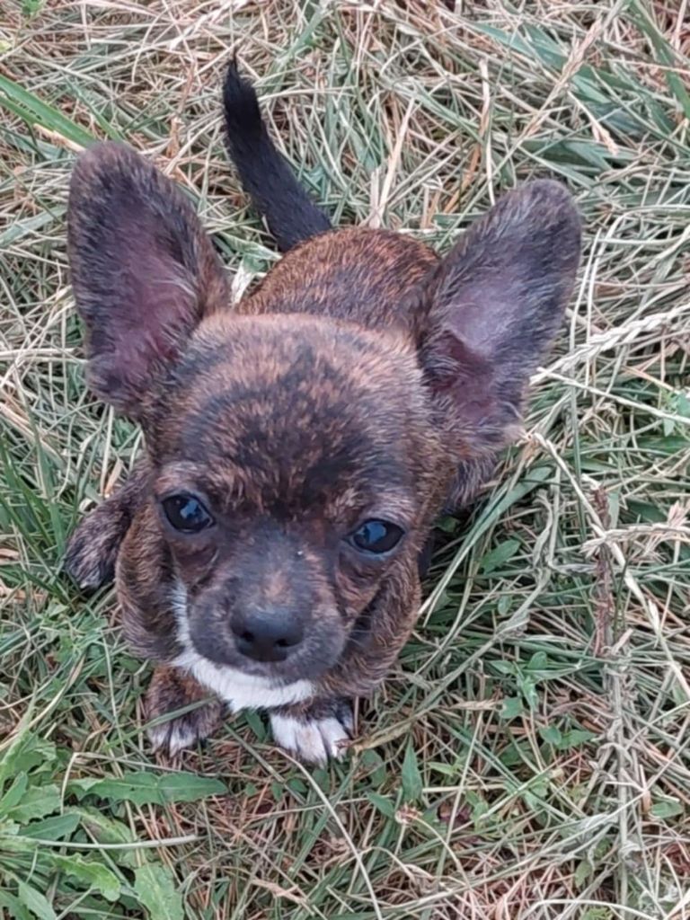 Nelly Moron - Chiots disponibles - Chihuahua