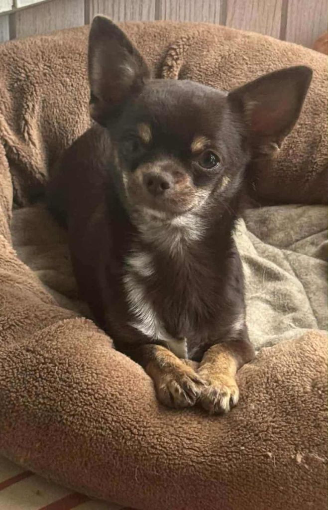 Nelly Moron - Chihuahua - Portée née le 06/03/2025