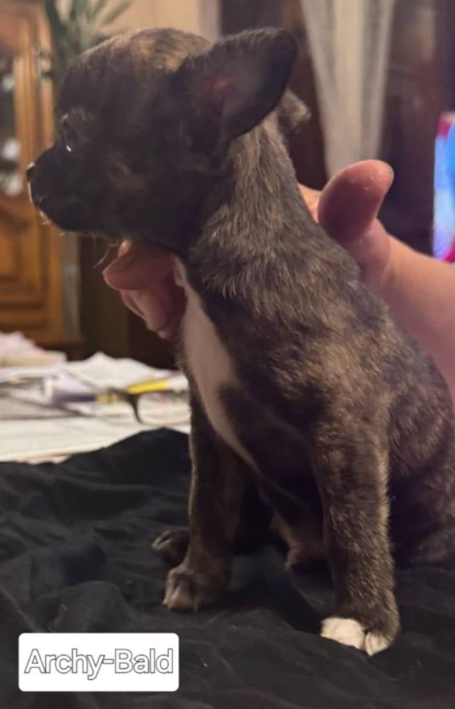 Nelly Moron - Chiots disponibles - Chihuahua